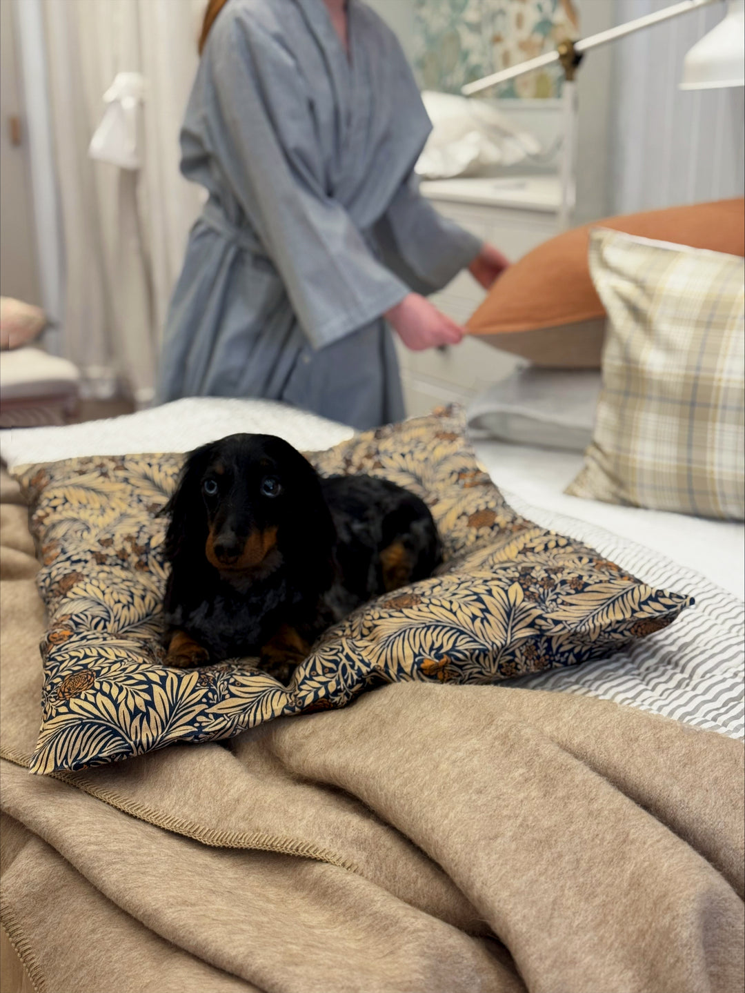 Freddy-larkspur-on-bed.jpg__PID:b86e9300-db7a-452b-b48f-4e2f0a1d670a