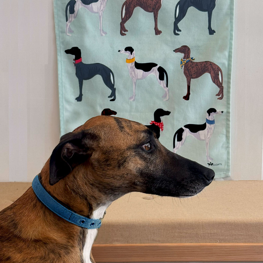 Dog wearing a blue collar looking at a fabric with dog pattern in the background