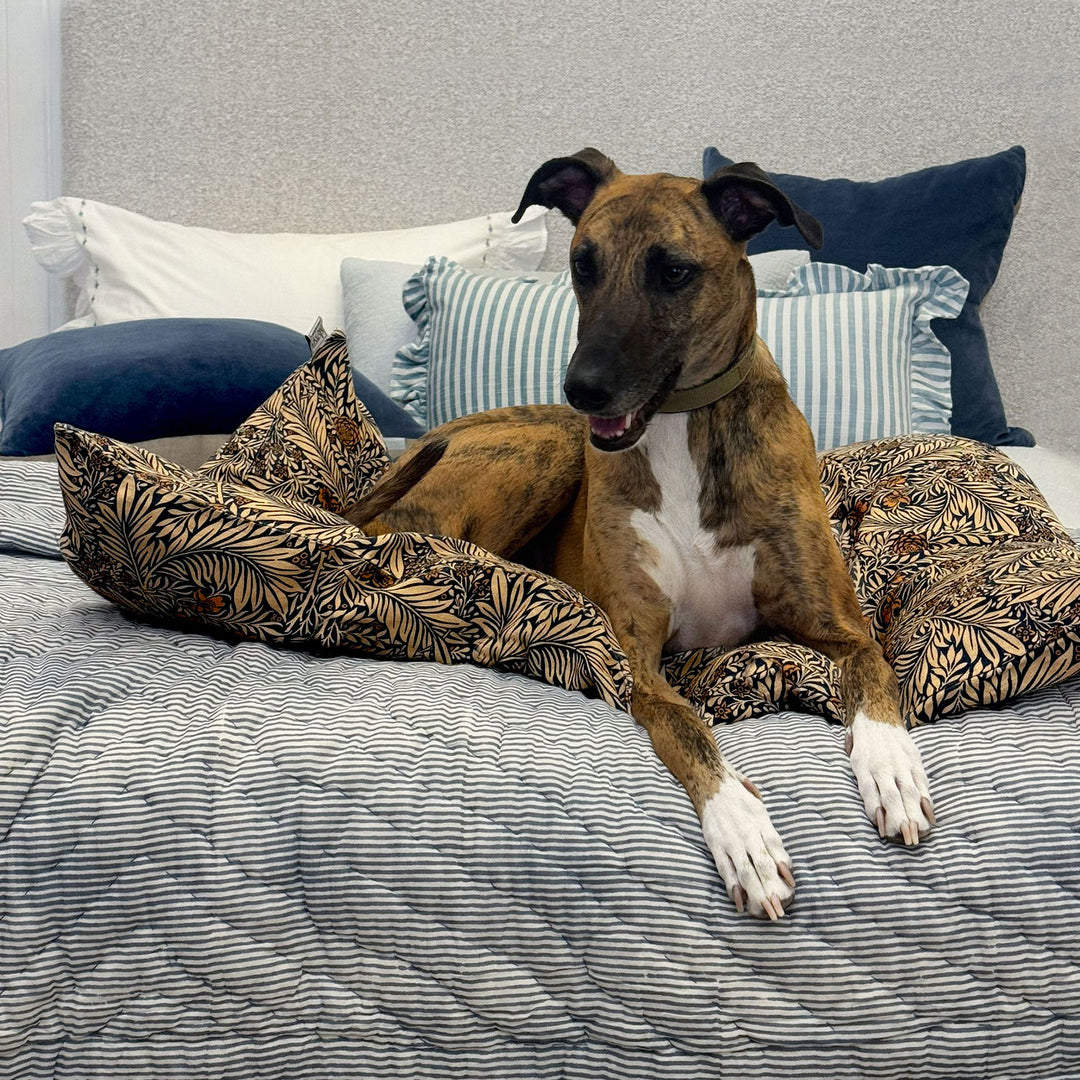 Dog sitting on a bed with patterned pillows and striped bedding